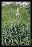 Asphodele blanc